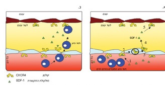 א.מולקלת התקשורת SDF-1 יוצאת מזרם הדם, נקשרת לקולטן CXCR4 ררק (1,2) חוצה באמצעותו את מחסום כלי הדם (3) מועברת ללשד העצם (4) ונקשרת ל-CXCR4 באיזור תאי הגזע (5) ב. העברת SDF-1 ללשד העצם מושכת בעקבותיה תאי גזע מזרם הדם
